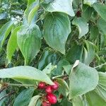 Cornus florida Fruit