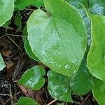 Epimedium perralderianum Blad