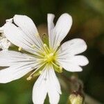 Cerastium alpinumFlower