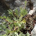 Artemisia umbelliformis Blad