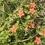 Lysimachia arvensis फूल