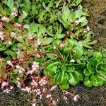 Saxifraga umbrosa Hábito