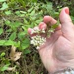 Mikania scandens 花