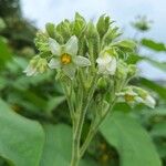 Solanum abutiloides Žiedas