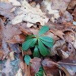 Chimaphila umbellata Lehti