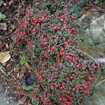 Cotoneaster horizontalis Frukt