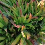 Carpobrotus acinaciformis Blad