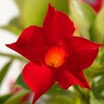 Mandevilla sanderi പുഷ്പം