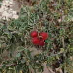 Nitraria retusa Fruit