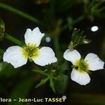 Damasonium alisma Λουλούδι