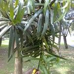 Podocarpus milanjianus Φύλλο