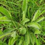 Pilosella aurantiaca Leaf