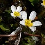 Ranunculus penicillatus Fleur