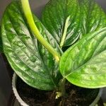 Monstera siltepecana Leaf