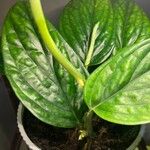 Monstera siltepecana List