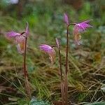 Calypso bulbosa Kukka