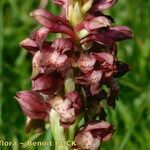 Anacamptis coriophora Hábito