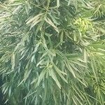 Podocarpus neriifolius Листок