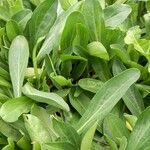 Erigeron pulchellus Leaf