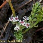 Caropsis verticillatoinundata Altul/Alta