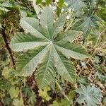 Ricinus communisLeaf