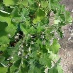 Pelargonium tomentosum Otro