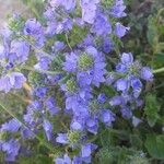 Veronica teucrium Flower