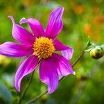 Dahlia tenuicaulis Blomst