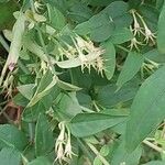 Jasminum beesianum Hoja