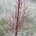 Seseli annuum Blatt