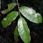 Oxandra venezuelana Hoja