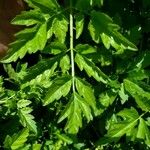 Oenanthe sarmentosa Leaf