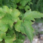 Viburnum sargentii Leaf