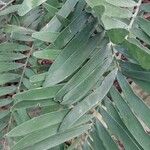 Zamia integrifolia 葉