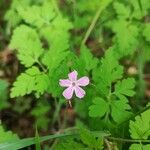 Geranium robertianumFlower