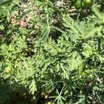 Achillea ligustica Foglia