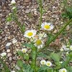 Erigeron annuus (L.) Desf.অন্যান্য