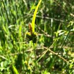 Carex extensa Цветок