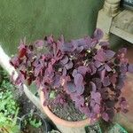 Oxalis hedysaroides Leaf