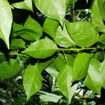 Bougainvillea spectabilis Лист