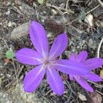 Colchicum lusitanum 花