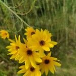 Helianthus salicifolius Kwiat