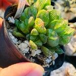 Haworthia cymbiformis Lapas