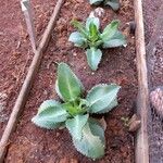 Kalanchoe ceratophylla Blatt