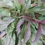 Penstemon digitalis Hoja