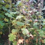 Macleaya microcarpa Habit