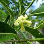 Tabernaemontana persicariifolia Flower