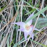 Erythronium dens-canisFlower