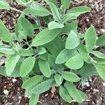 Salvia officinalis Feuille
