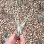 Tillandsia fasciculata Лист